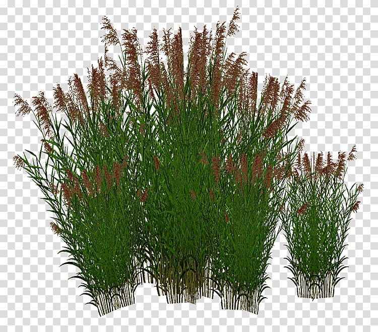 Sweet Grass Grasses, common reed transparent background PNG clipart