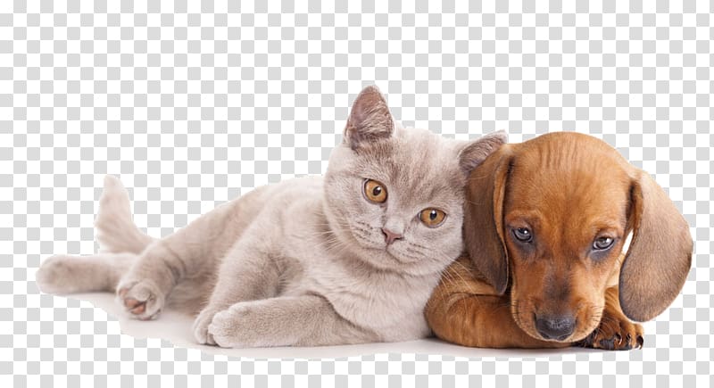 dachshund puppy beside Russian blue cat, Cat Dog Pet sitting Kitten Horse, Close together dogs and cats transparent background PNG clipart