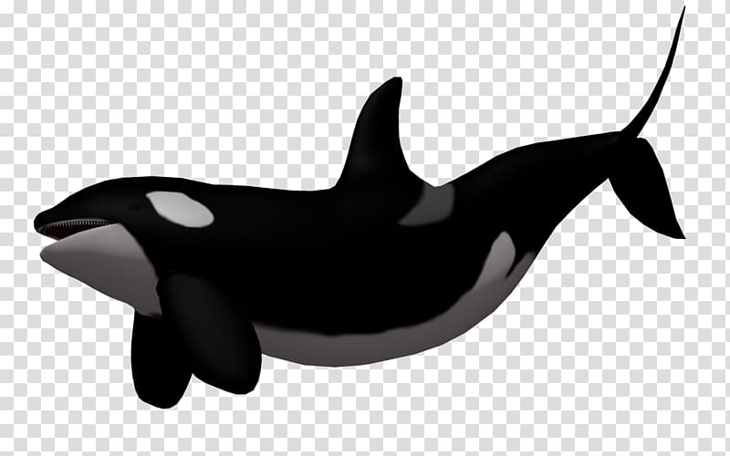 Baby Whale Killer whale , 3d cartoon fish,Cartoon shark transparent background PNG clipart