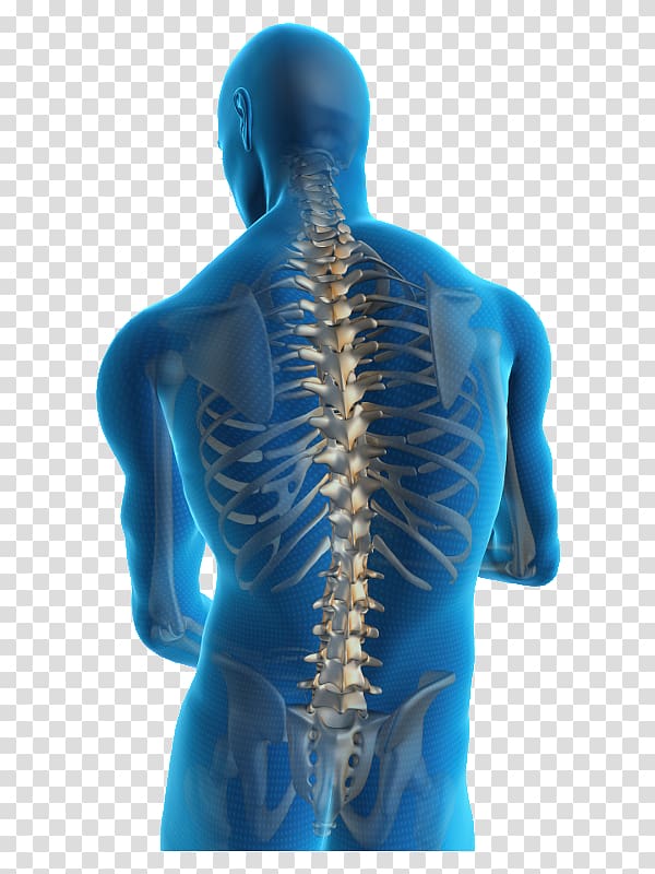 Low back pain Neck pain Back injury Human back, backbone transparent background PNG clipart