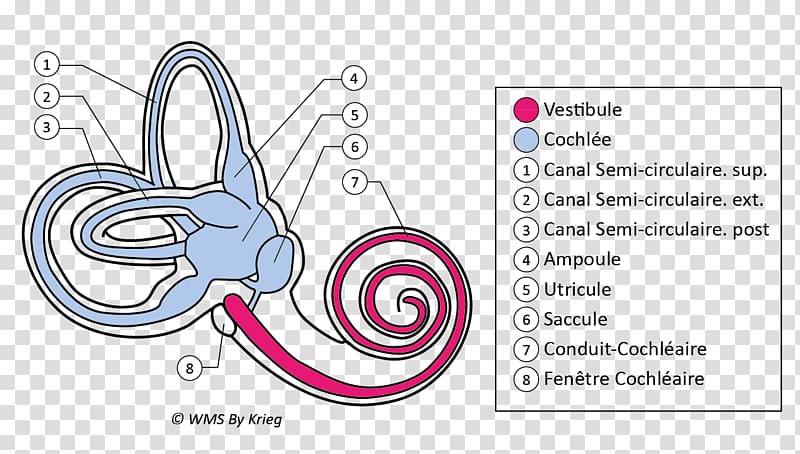 Vestibule of the ear Labyrinthe membraneux Anatomy, ear transparent background PNG clipart