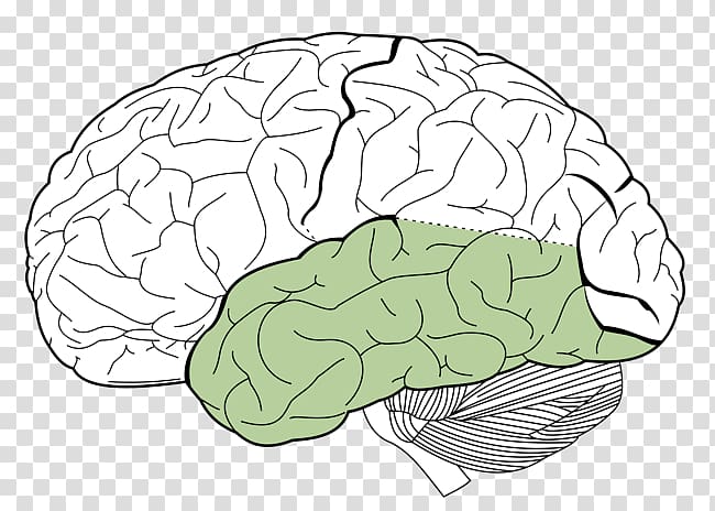 Lobes of the brain Parietal lobe Frontal lobe Occipital lobe, Brain transparent background PNG clipart
