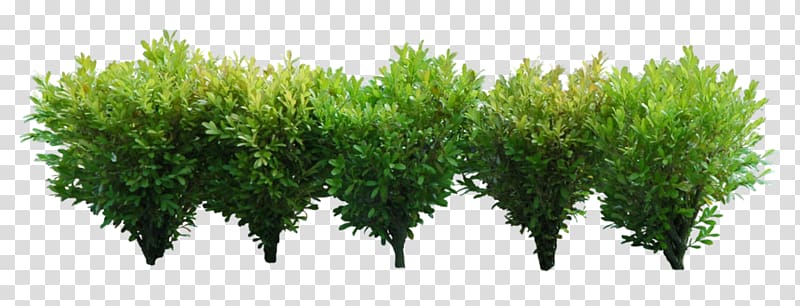 Shrub Computer Icons , shrubs transparent background PNG clipart