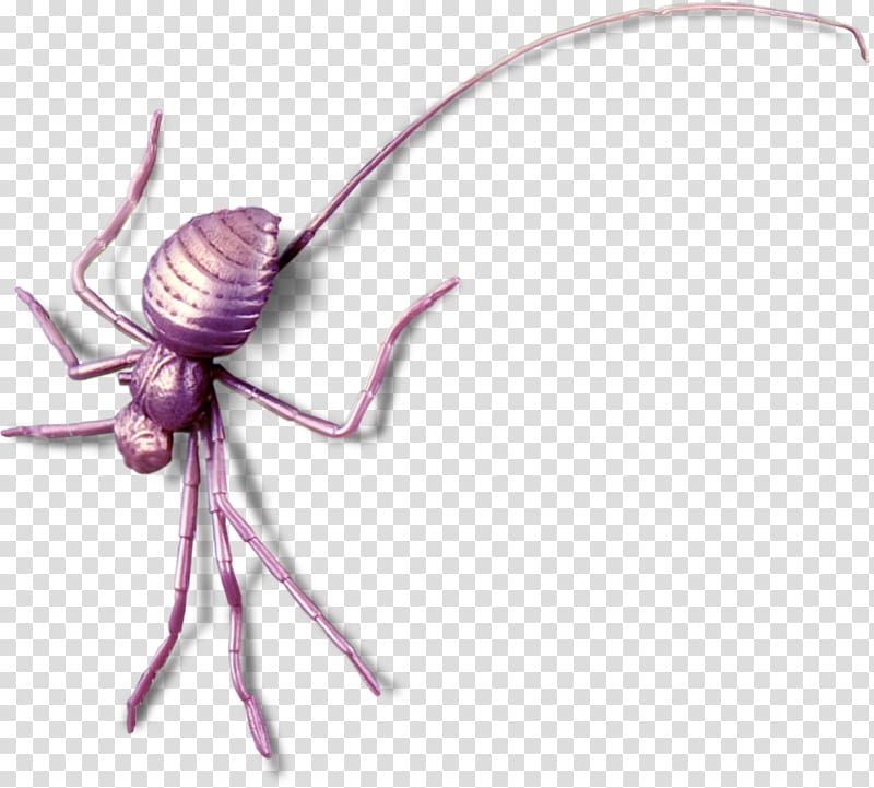 Spider web Spider silk , Spider sticker transparent background PNG clipart