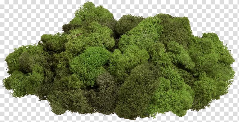 green moss, Moss Reindeer lichen Стабилизированный мох Gametophyte, Reindeer transparent background PNG clipart