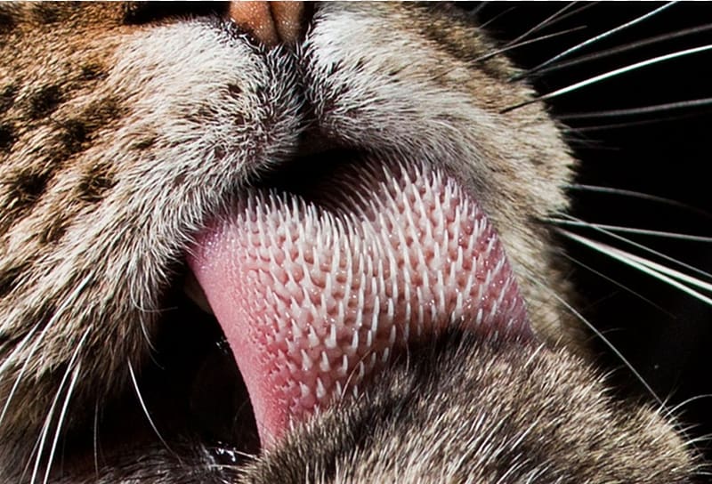 Cat Felidae Kitten Cheetah Tongue, tongue transparent background PNG clipart