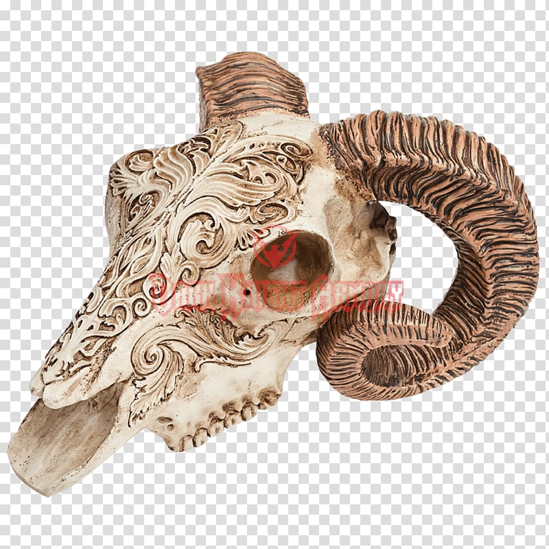 Scrimshaw Human skull Horn Bone, skull transparent background PNG clipart