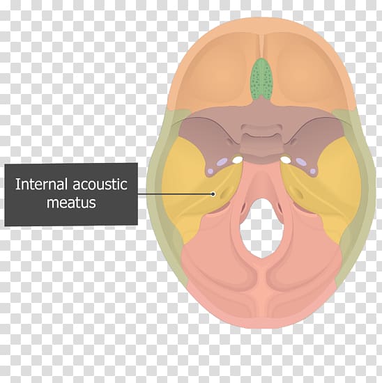 Internal auditory meatus Petrous part of the temporal bone Squamous part of temporal bone Ear canal, nose transparent background PNG clipart