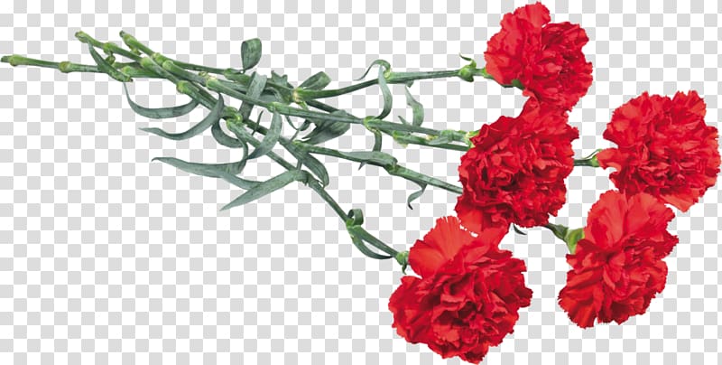 Victory Day Flower Kryddernellike Immortal Regiment May, carnations transparent background PNG clipart