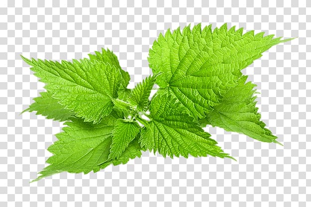 Common Nettle Plant Herb, others transparent background PNG clipart