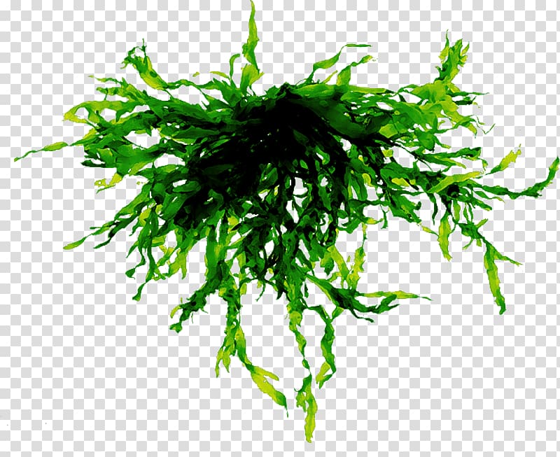 Algae Seaweed Portable Network Graphics File format, sea transparent background PNG clipart