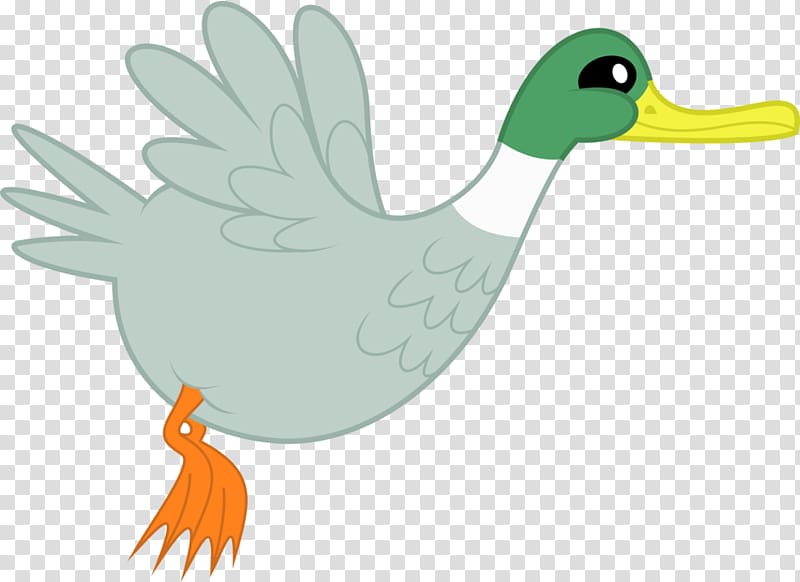 Duck Bird Anatidae , duck transparent background PNG clipart