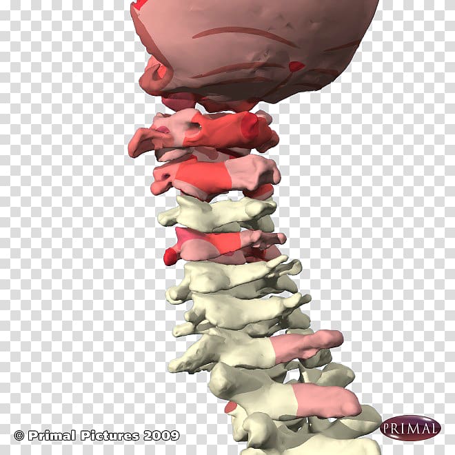 Facet joint Cervical vertebrae Lumbar vertebrae Vertebral column, joint pain transparent background PNG clipart