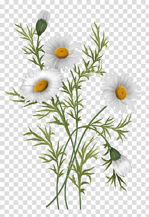 Common daisy Oxeye daisy Chrysanthemum Flower Daisy family, daisy flower transparent background PNG clipart