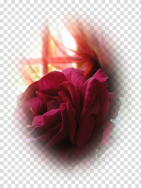 Garden roses Cabbage rose Petal Desktop , pas de deux transparent background PNG clipart