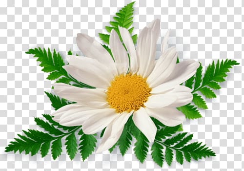 white daisy flower, Camomile Leaves Close Up transparent background PNG clipart