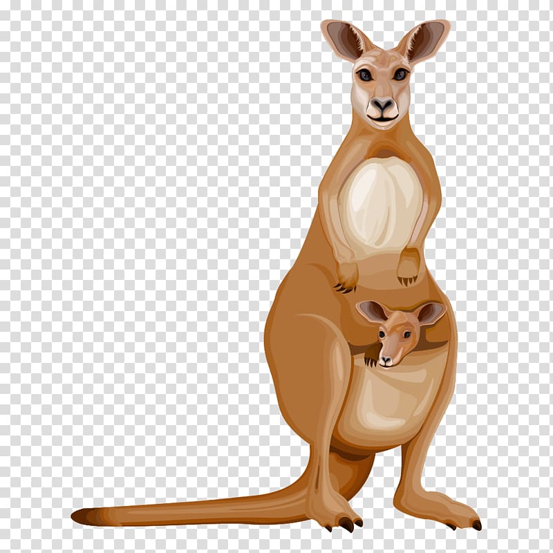 Kangaroo Cartoon Drawing, Cartoon Kangaroo transparent background PNG clipart