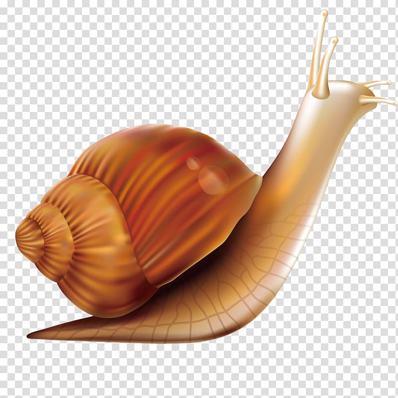 Computer mouse Snail, Snail worm transparent background PNG clipart
