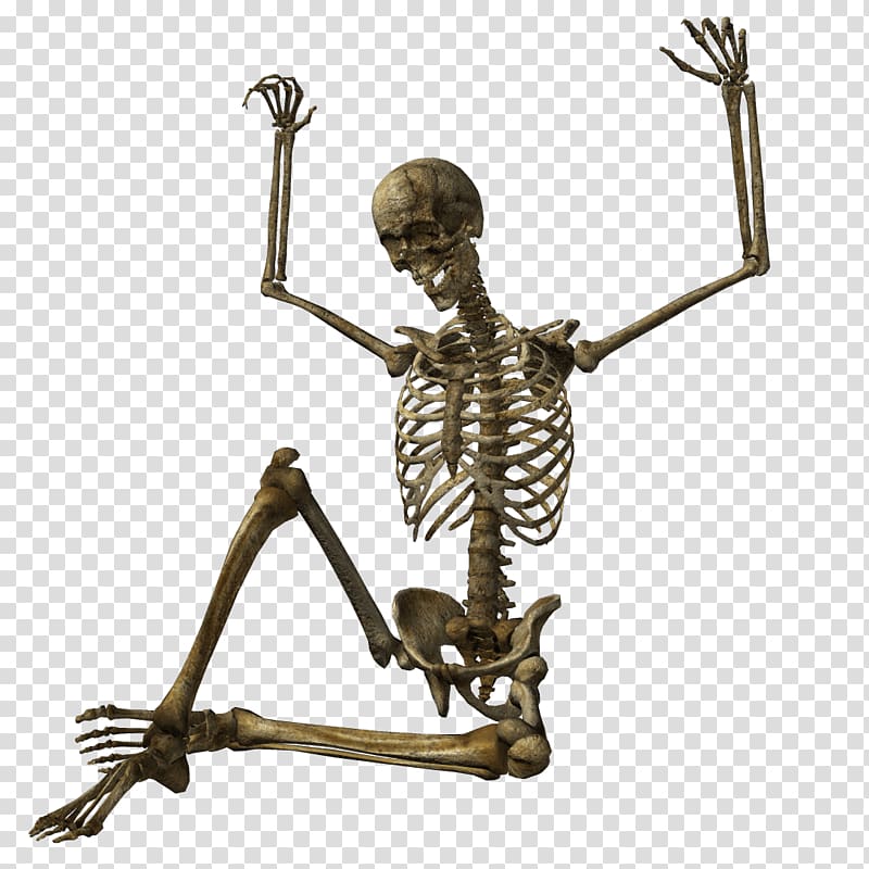 Skeleton transparent background PNG clipart