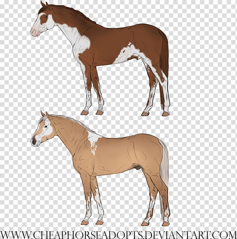Mustang Foal Mare Halter Stallion, minimal tobiano transparent background PNG clipart