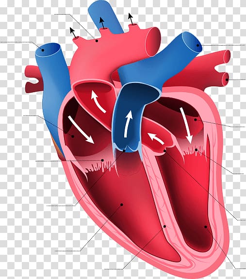 Heart Anatomy Human body Organ Circulatory system, human heart transparent background PNG clipart