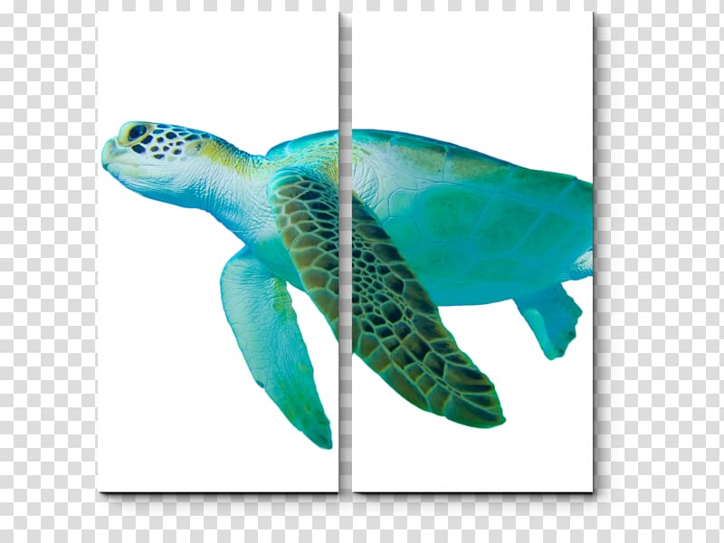 Loggerhead sea turtle Green sea turtle Hawksbill sea turtle, turtle transparent background PNG clipart