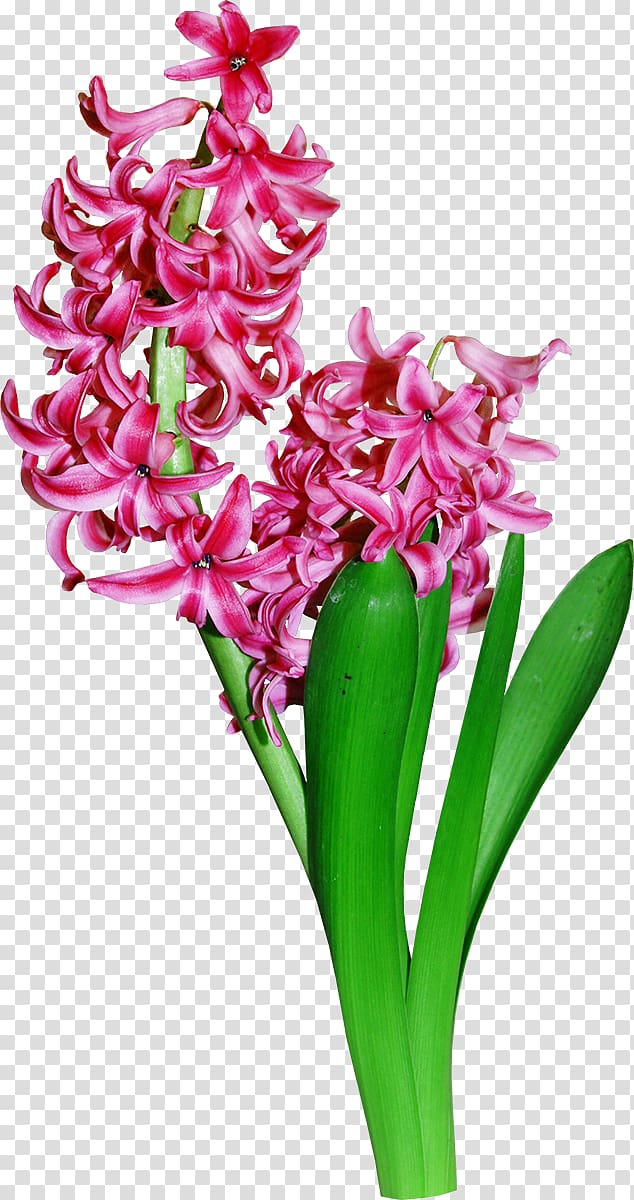 Floral design Flower Hyacinth, flower transparent background PNG clipart