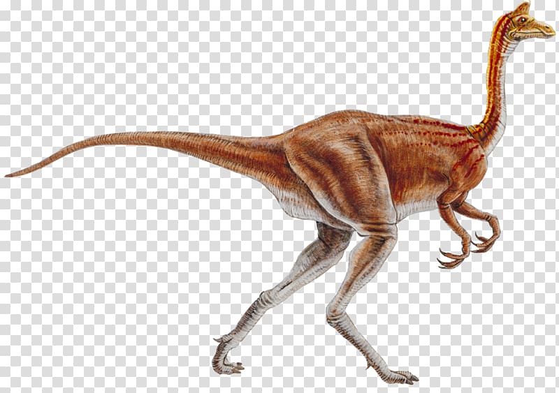 Ornithomimus Ornithomimosauria Nipponosaurus Pelecanimimus Garudimimus, Cretaceous Dinosaur transparent background PNG clipart