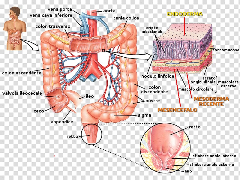 Muscle Small intestine Human anatomy, riflesso transparent background PNG clipart