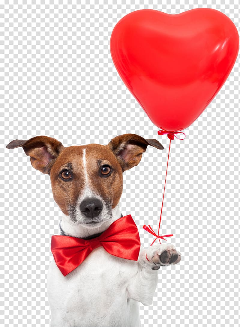 Jack Russell Terrier Puppy Paw, bowknot transparent background PNG clipart