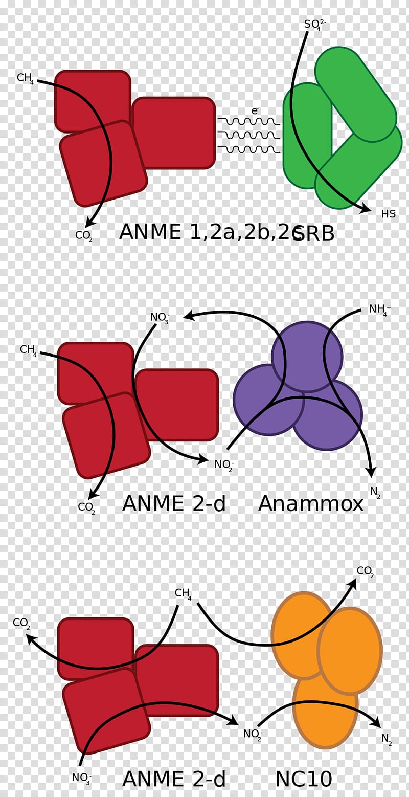 Anaerobic oxidation of methane Methanotroph Anaerobic organism Archaeans Sulfate-reducing microorganisms, others transparent background PNG clipart