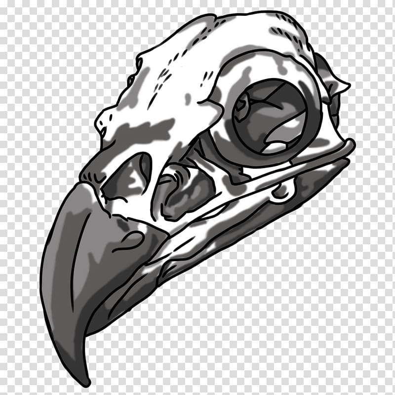 Drawing Bald Eagle Skull Bone, skull transparent background PNG clipart