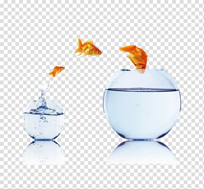 Goldfish, Business transparent background PNG clipart
