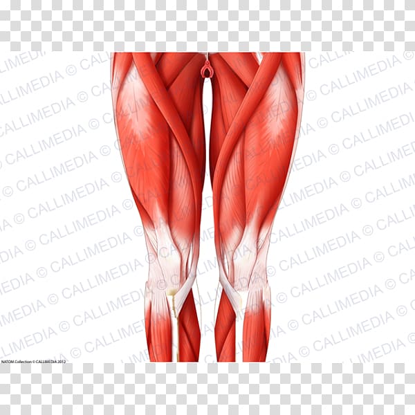 Finger Human leg Anterior compartment of thigh Membro inferior, others transparent background PNG clipart