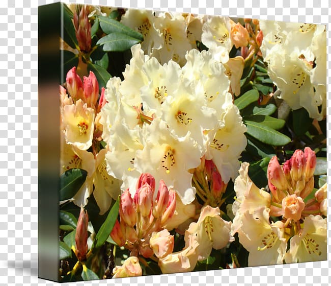 Rhododendron Yellow Cream Pink Orange, orange transparent background PNG clipart