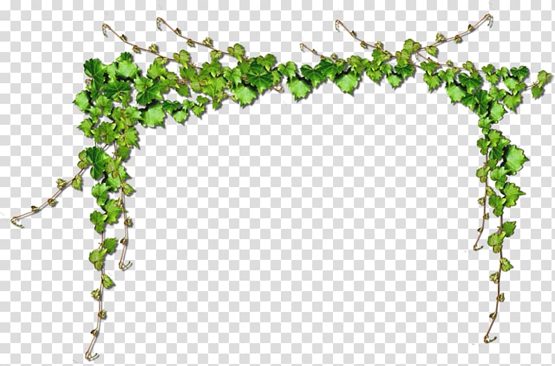 green leafed plant, Common Grape Vine Green Computer file, Fig leaf decoration transparent background PNG clipart