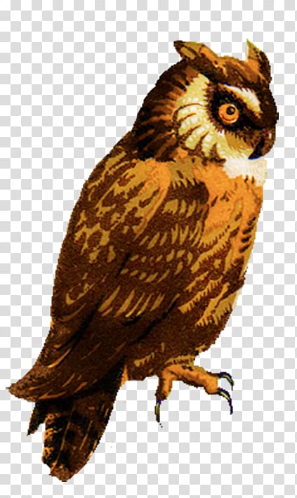 Great Horned Owl Drawing Barred Owl , Eastern Screech Owl transparent background PNG clipart