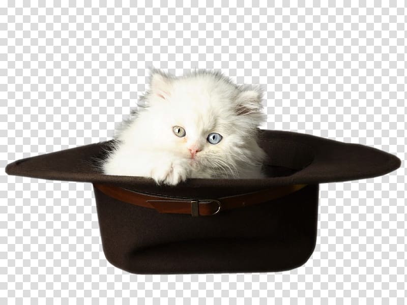 Kitten Cat, Cat in the Hat transparent background PNG clipart