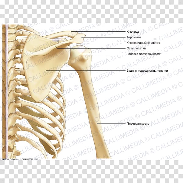 Bone Shoulder Coronal plane Thorax Arm, arm transparent background PNG clipart