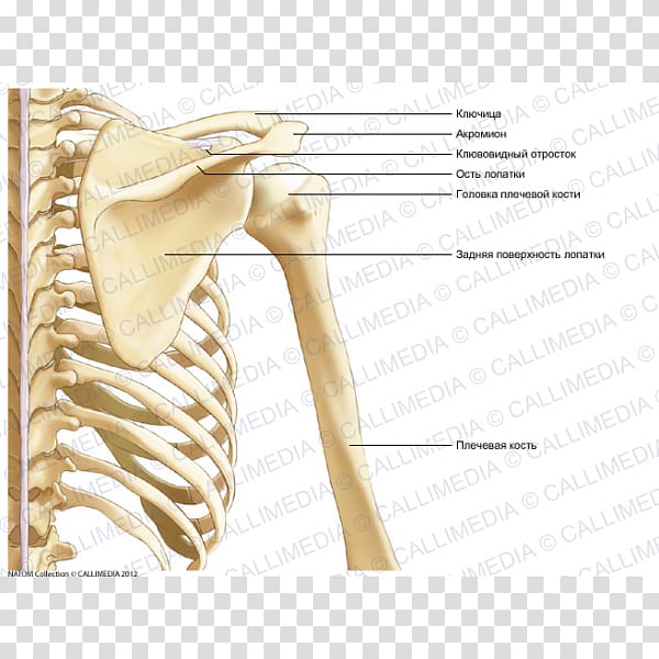 Bone Shoulder Coronal plane Thorax Arm, arm transparent background PNG ...