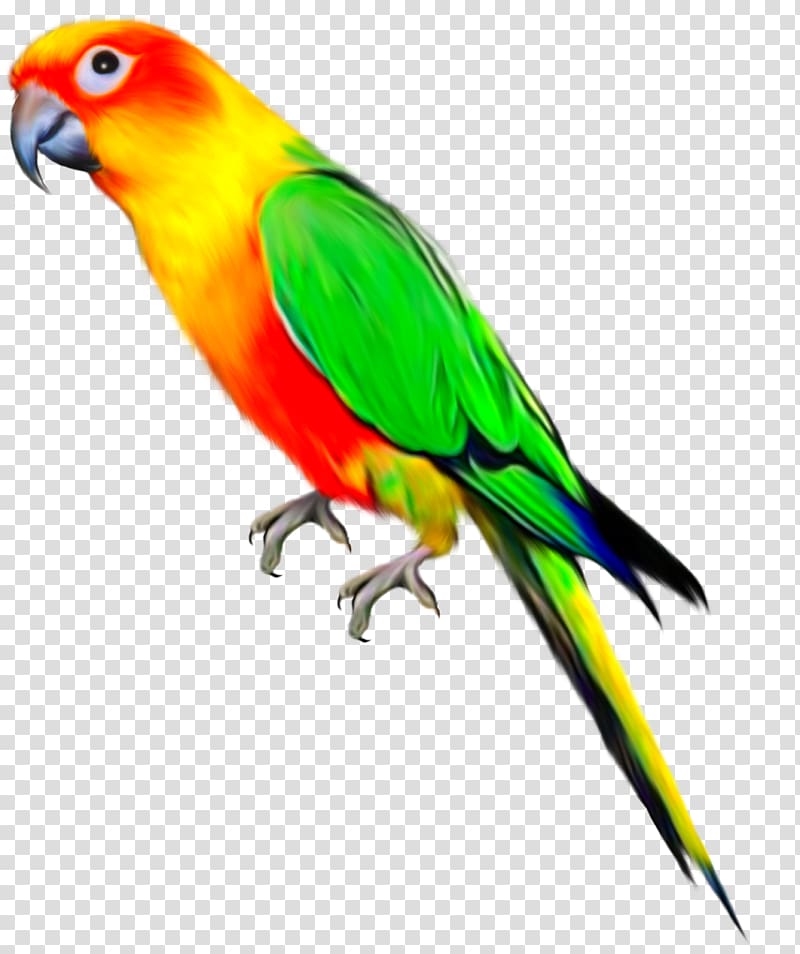Parrots of New Guinea Bird Budgerigar, parrot transparent background PNG clipart