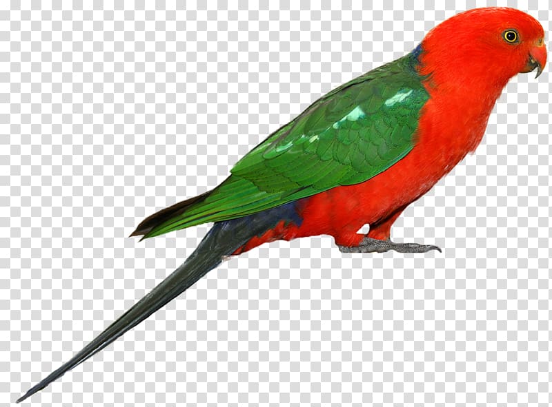 Australian king parrot Bird , parrot transparent background PNG clipart