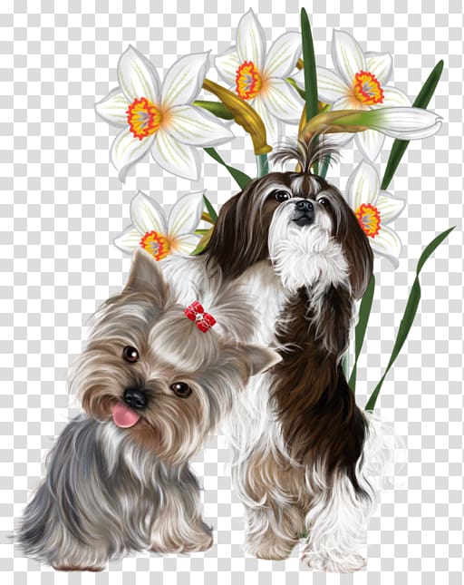Yorkshire Terrier Poodle Maltese dog Puppy, Maltese dog transparent background PNG clipart