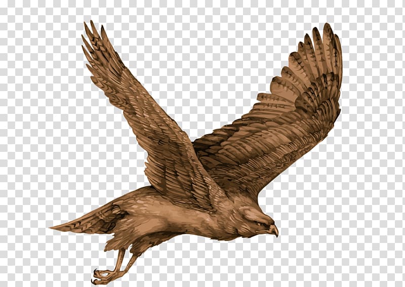 Eagle Bird Hawk, Eagle transparent background PNG clipart