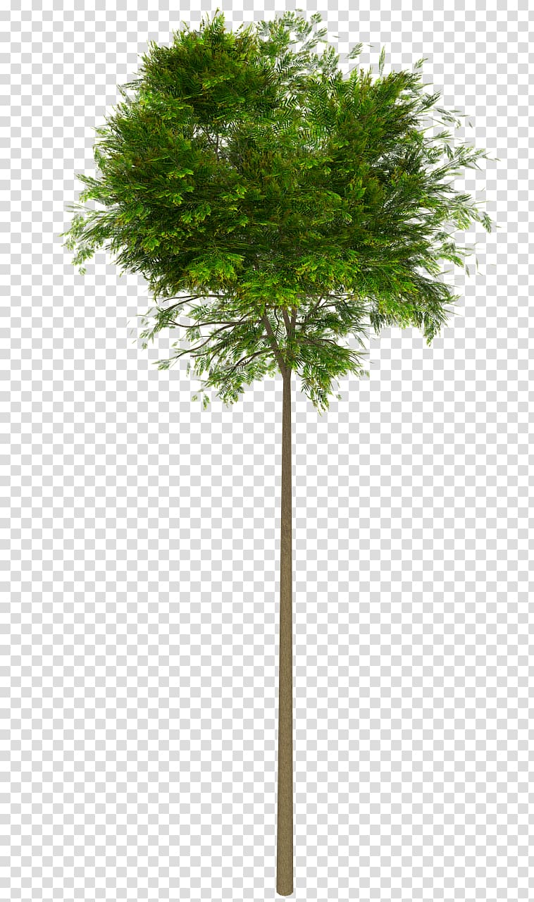 green leafed plant, Tree High Leaves transparent background PNG clipart