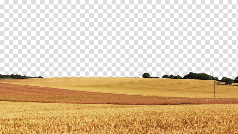 Wheat Field Cereal Food grain, Golden wheat field transparent background PNG clipart