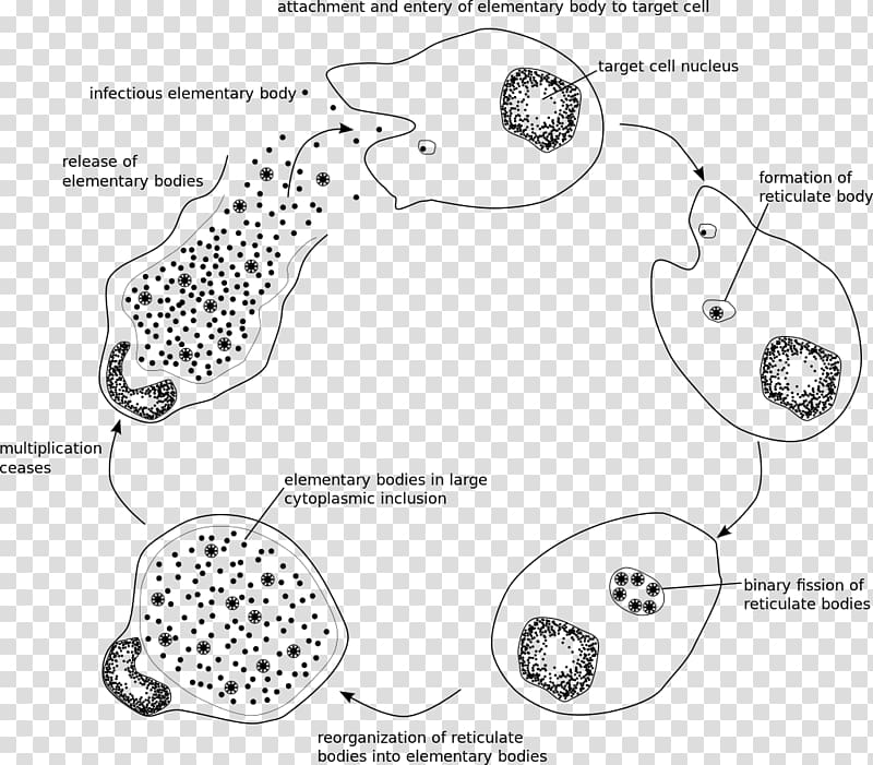 Chlamydia trachomatis Chlamydiae Chlamydia infection Intracellular parasite Pathogenic bacteria, bactericidal mycoplasma transparent background PNG clipart