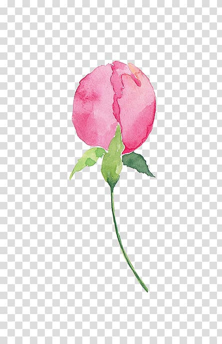 Garden roses Cabbage rose Petal Pink, others transparent background PNG clipart