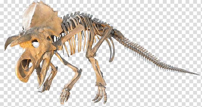 brown Triceratops skeleton , Judithian Aged Ceratopsian transparent background PNG clipart