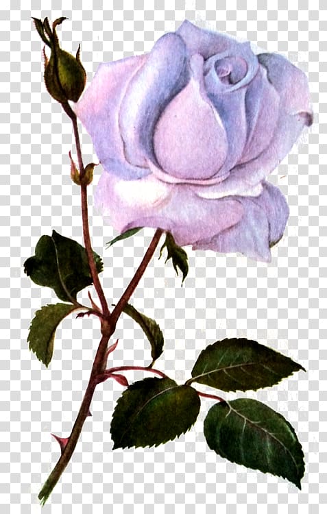 Cabbage rose Garden roses Floribunda Flower Blue rose, flower transparent background PNG clipart